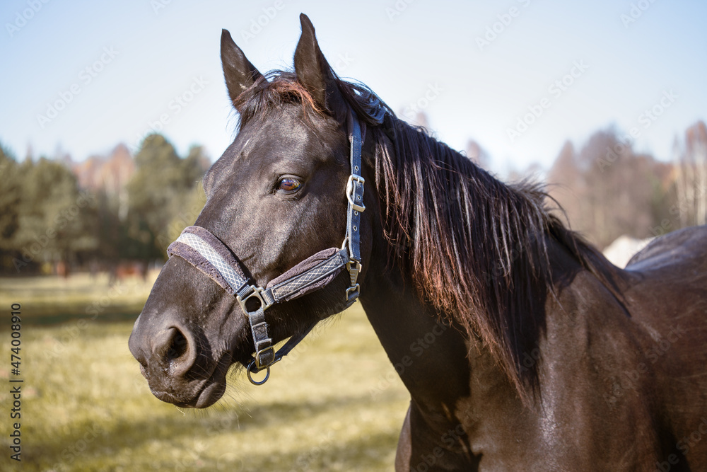 Fototapeta premium Portrait of a black horse head in a meadow