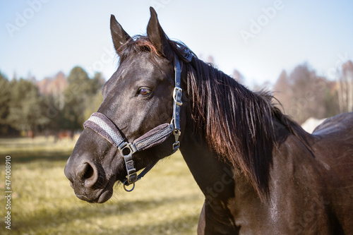 Portrait of a black horse head in a meadow