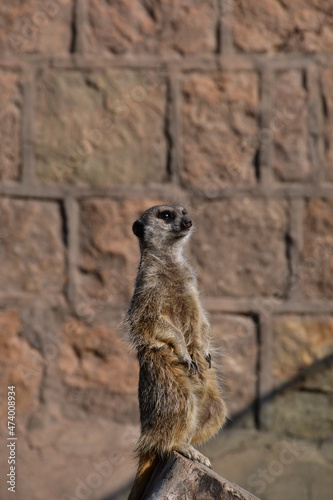 The little meerkat stands on its hind legs. Meerkat on a blurred background of a stone wall.