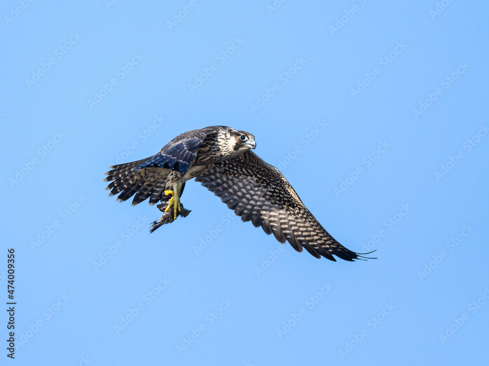 Peregrine Falcon with prey flying on blue sky