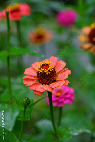 Close-up of an orange red zinnia flower in bloom © eqroy