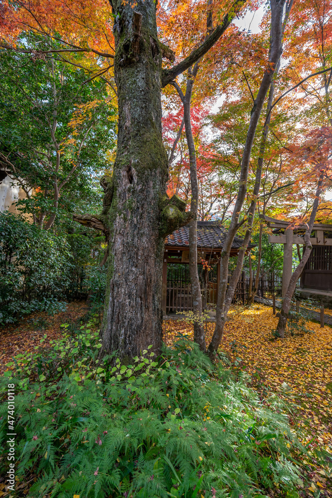 蓮華寺 蓮華寺