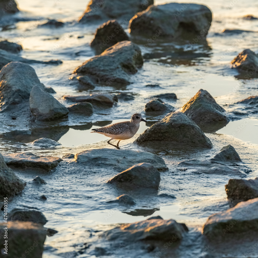a Whimbrel bird stands besides rocks in sunrise