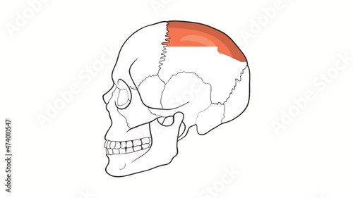 Human Skull side view Parietal bone whiteboard animation