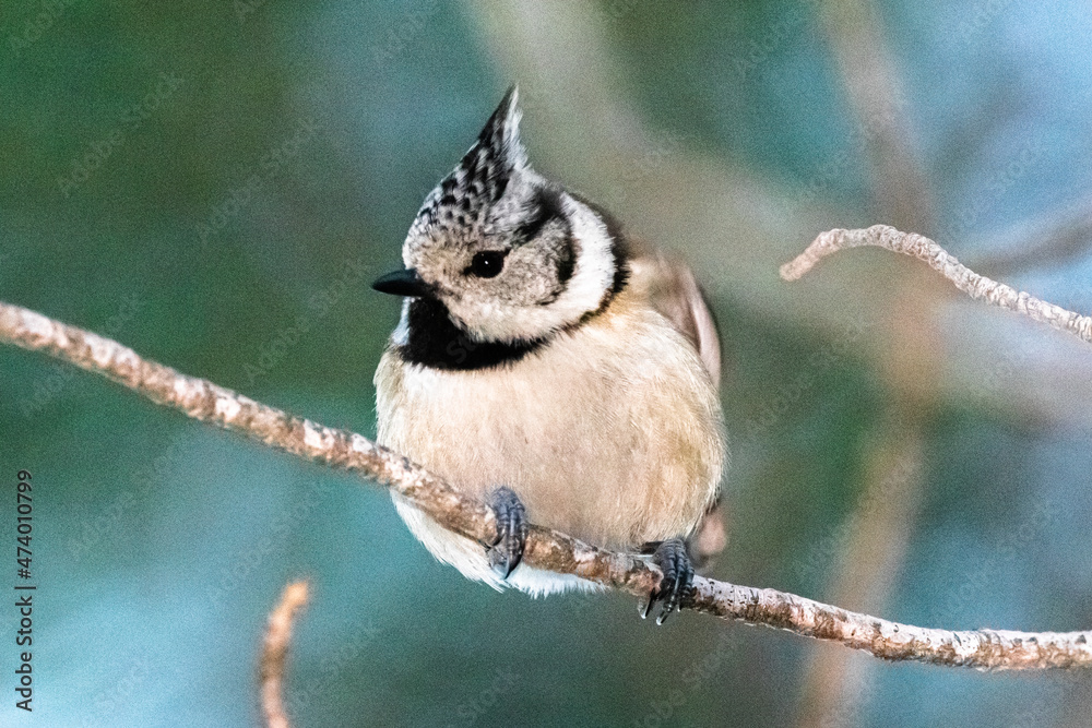 Naklejka premium European Crested Tit perched on a tree branch