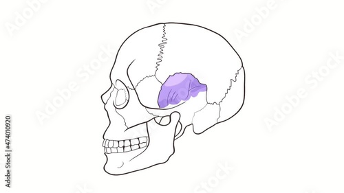 Human Skull side view Temporal Bone whiteboard animation