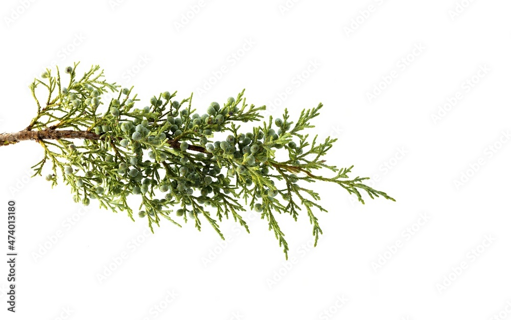 Juniperus thurifera plant, common name Spanish juniper, incense juniper