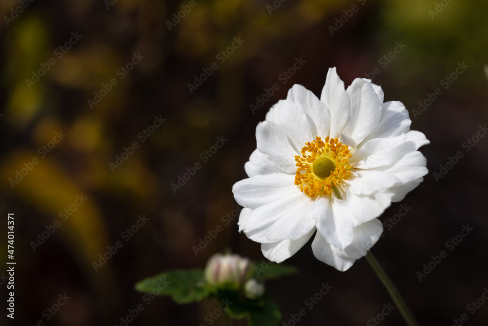 White Japanese anemone flower in a summer garden. Anemone hupehensis. White Japanese anemone flower in a summer garden. Anemone hupehensis.
