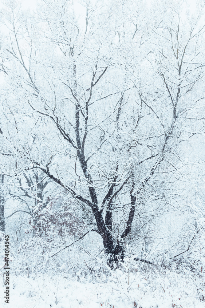 Winter tree.