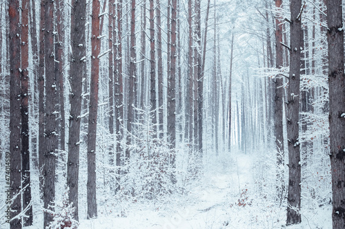 Fototapeta Naklejka Na Ścianę i Meble -  Snow-covered forest path.