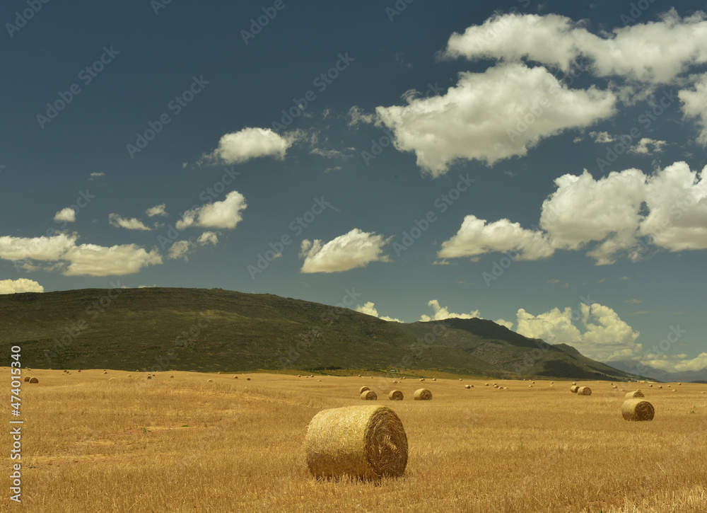 Round bales of cut hay in a harvested wheat field with mountains an dramatic clouds forming the backdrop