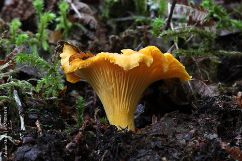 gros plan sur une girole dans un sous-bois photo