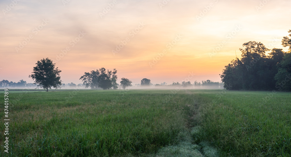 panorama of green rice field with morning sky and mist over the field