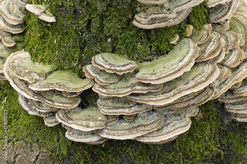 turkey tail mushrooms photo