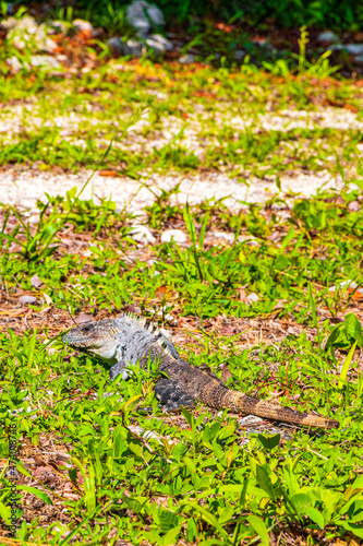 Mexican iguana lies on green grass nature forest of Mexico.
