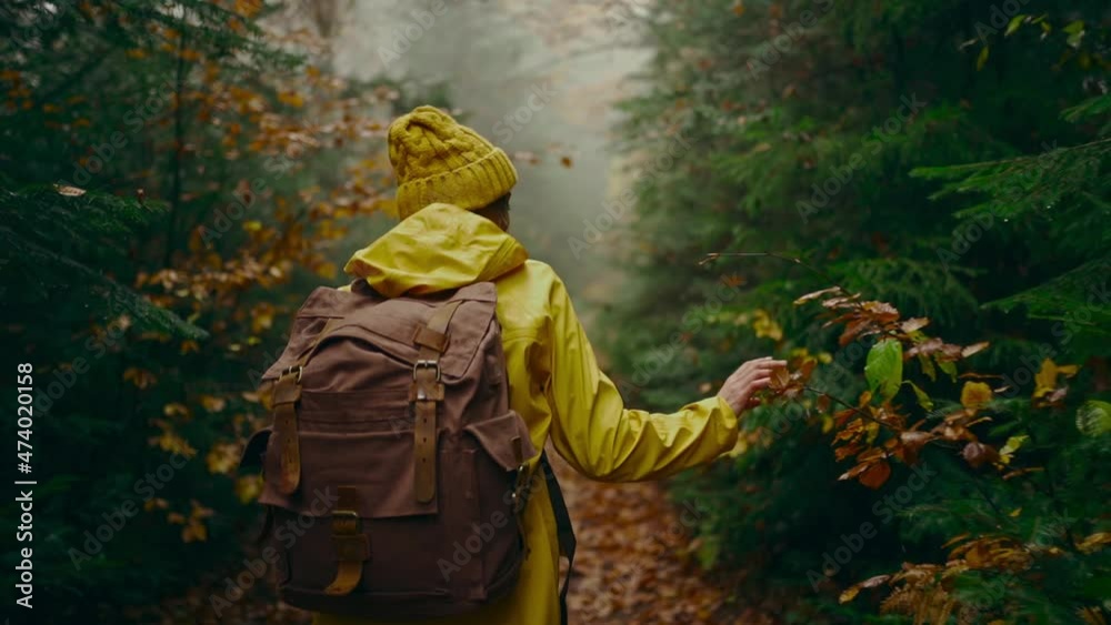 slow motion camera follows Woman hiker in yellow raincoat. attractive happy young girl with backpack hiking in green woods at cold foggy rainy autumn day, touching wet branches and leaves by hand.