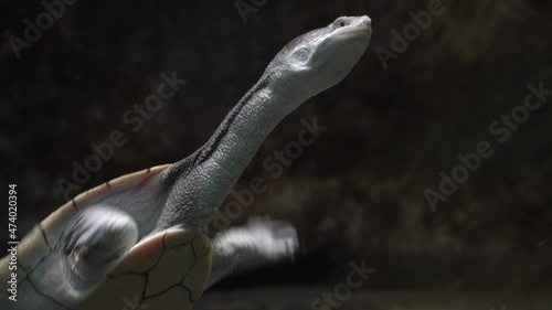 A northern snake-necked turtle chelodina rugosa swims underwater