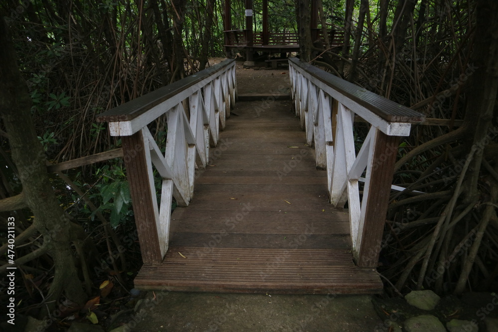 white wooden bridge in the middle of the mangrove forest