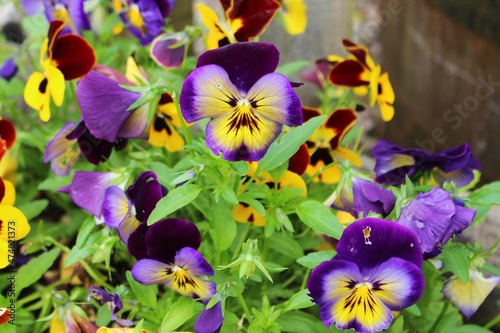 Yellow and Purple Pansies