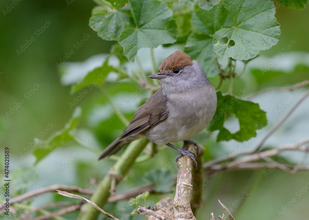 Blackcap (Sylvia atricapilla) female bird perched on Mallow weed in garden in Spring