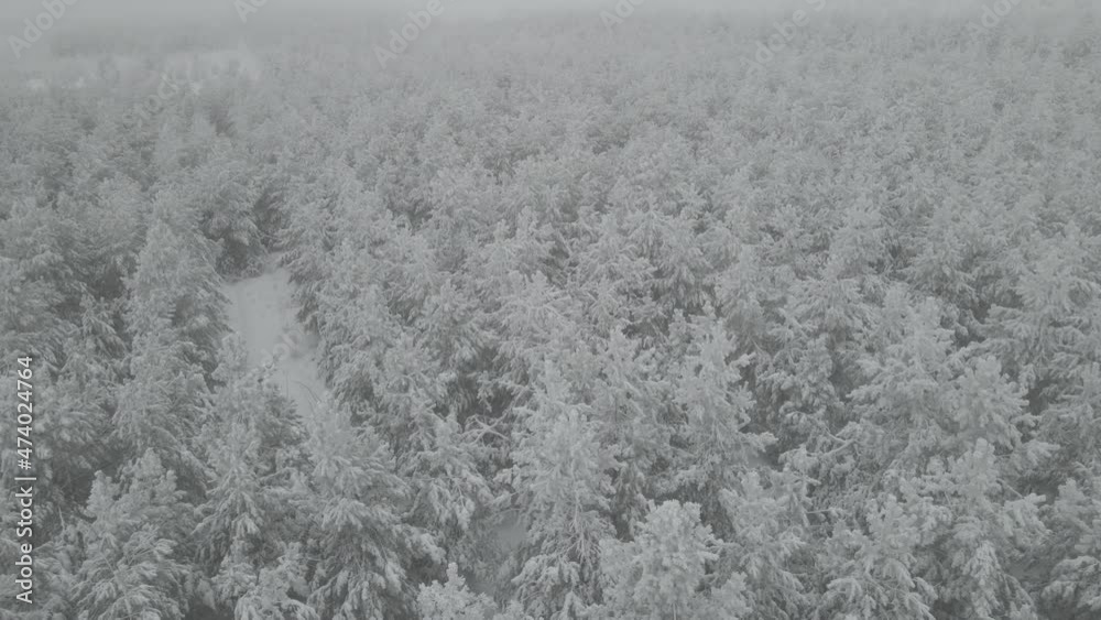 Aerial View of Snow Covered Deciduous Forest, Reveal Aerial View of Snow Covered Deciduous Forest, Reveal