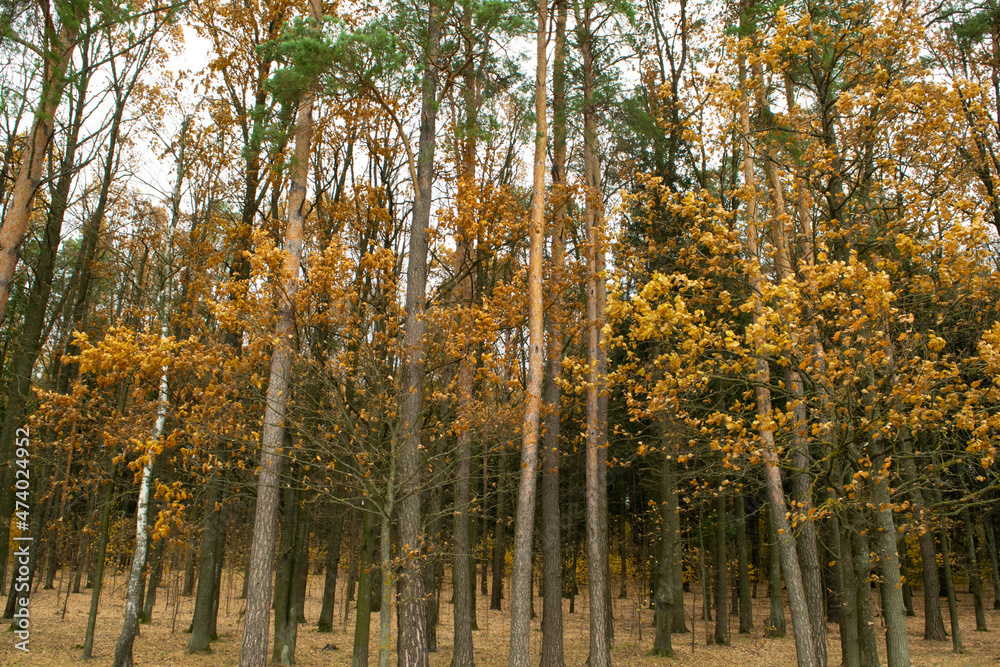 Fototapeta premium autumn in the park