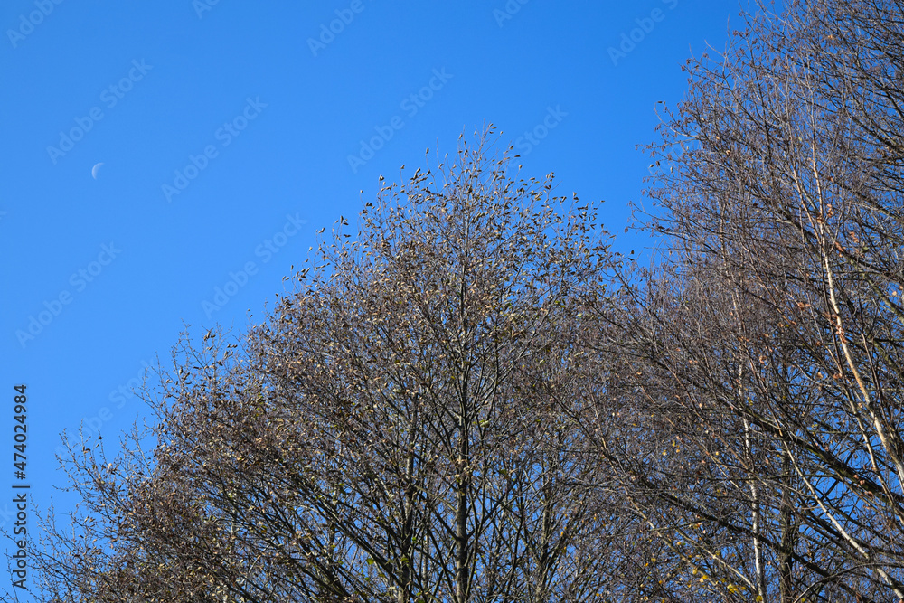 trees trees