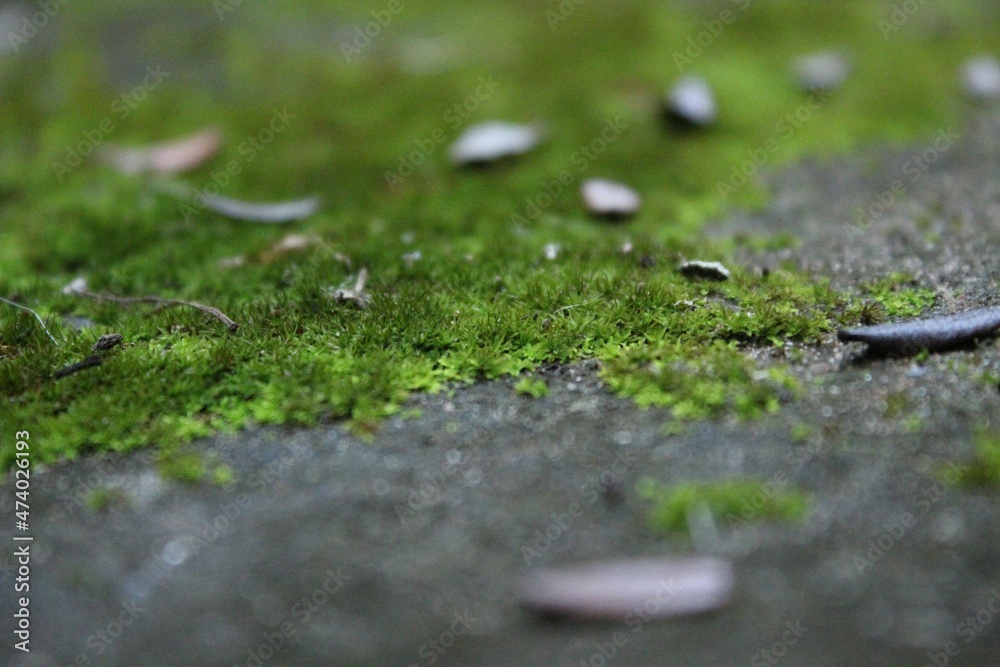 green moss on the stone green moss on the stone
