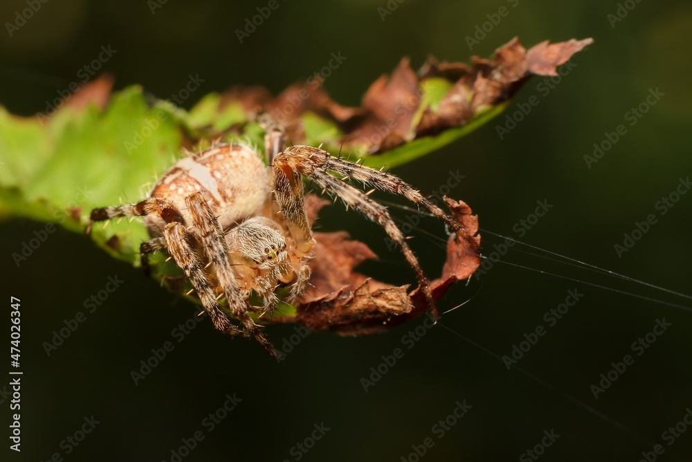 Fototapeta premium European garden spider on a leaf