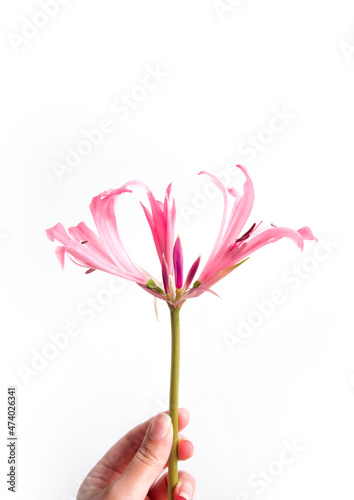 A hand holding a single pink Nerine bowdenii  Cornish lily  Cape flower  Guernsey lily or Bowden lily. Isolated on a white background  copyspace. Concepts for Mothers day  Valentine s day and romance.