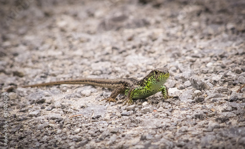 Sand lizard on a gravel road.