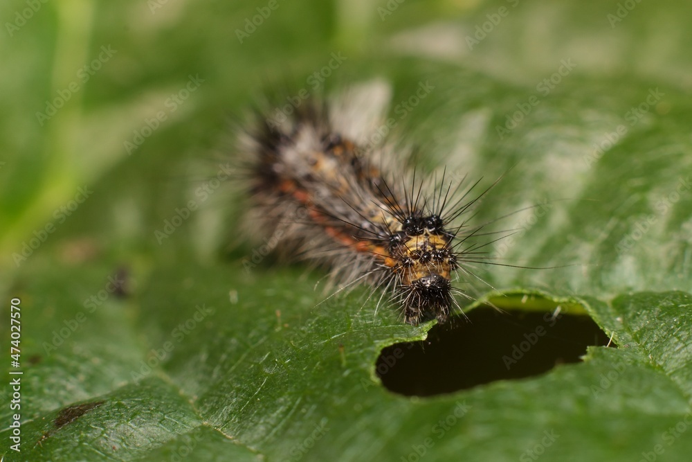 small caterpillar on a leaf small caterpillar on a leaf