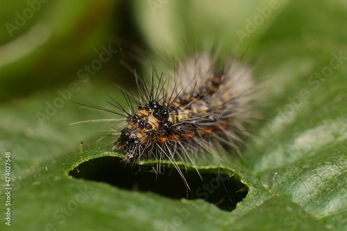 small caterpillar on a leaf © Tomas