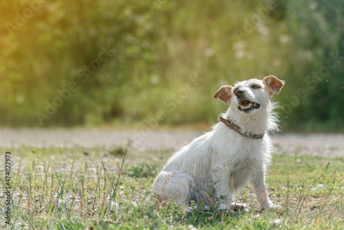 a long-haired Jack Russell Terrier sits beautifully on the side of the frame against the background of a green forest on a warm summer day
