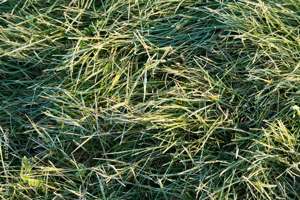 green grass background green grass background