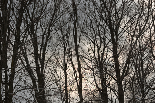 trees at sunset