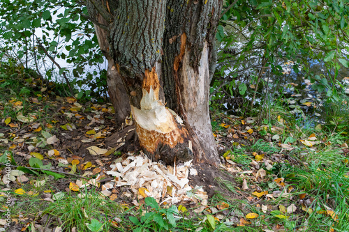 beaver gnawed tree
