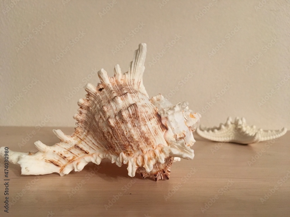 seashell and starfish on wooden table background seashell and starfish on wooden table background