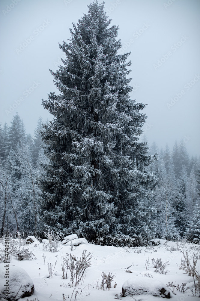 Obraz premium snow covered pine trees