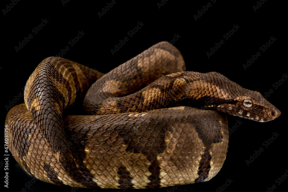 Obraz premium The Viper boa (Candoia aspera) is a terrestrial, cryptic, ambush predator that mimics the deadly death adder when discovered by any would be predator. They are endemic to Papua New Guinea.