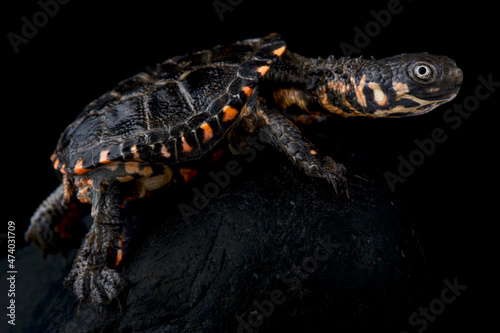 Black spine-necked swamp turtle (Acanthochelyx spixii) photo