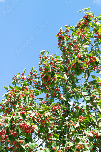 red berries tree