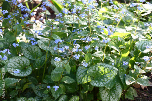 Small blue flowers of a brunnera macrophylla of a grade Jack Frost soar over big leaves with the beautiful drawing.