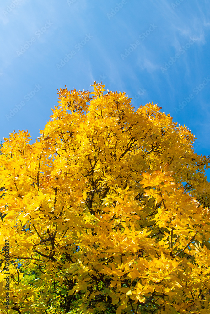 Fototapeta premium autumn trees in the park
