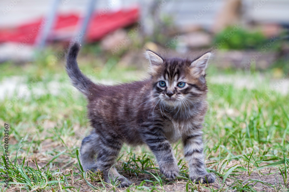 Street little kitten met a dog and is scared. The little kitten ran away from home and got lost in the park. A Siberian striped kitten explores the unknown world on the street.