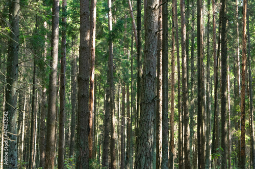  forest background