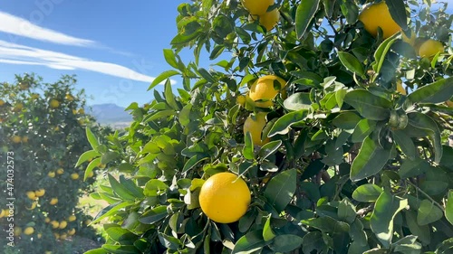 lemon tree