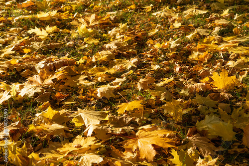 autumn leaves in the park