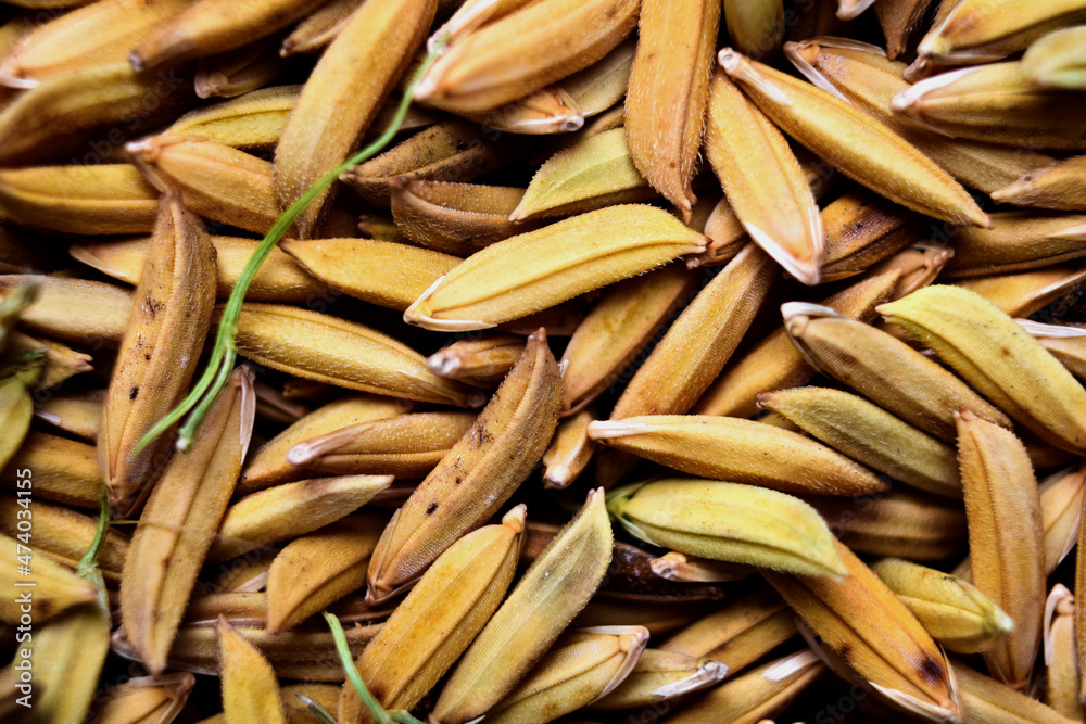 paddy grains at close distance with noticeable fine grains paddy grains at close distance with noticeable fine grains