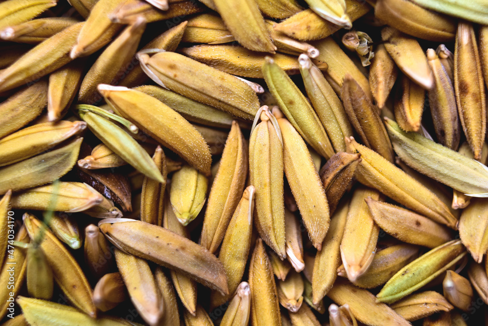 paddy grains at close distance with noticeable fine grains paddy grains at close distance with noticeable fine grains